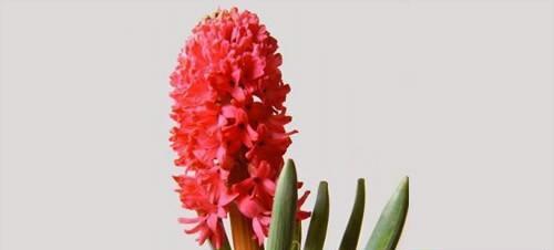 红色风信子花语（红色风信子的象征意义与美丽传说）