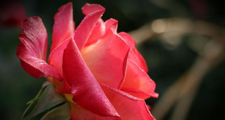 红色月季花语（红色月季花语的含义及传承）