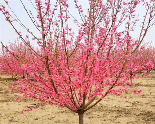 红叶碧桃，花开芳华（探寻红叶碧桃的花语之美）
