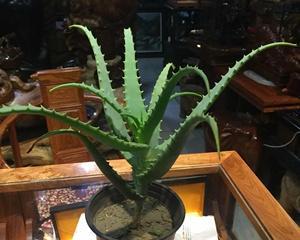 红叶芦荟的花语（以红叶芦荟为媒介）