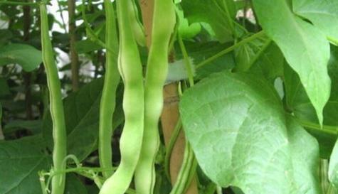 长豆角种植的时间和方法（让你轻松掌握长豆角的种植技巧）