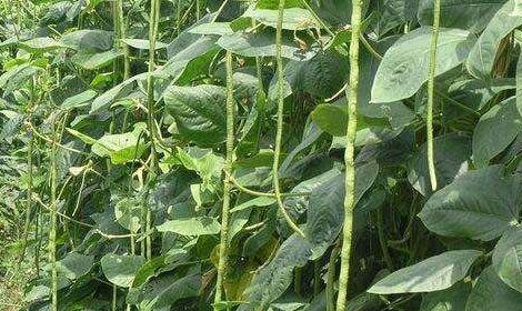长豆角种植的时间和方法（让你轻松掌握长豆角的种植技巧）
