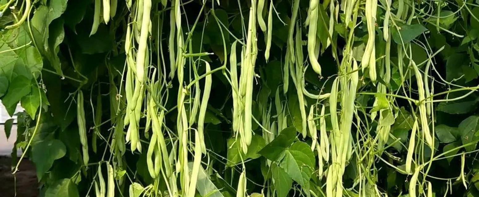 长豆角种植的时间和方法（让你轻松掌握长豆角的种植技巧）