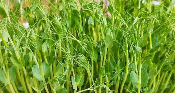 长豆种植时间和方法（掌握正确时间和技巧）