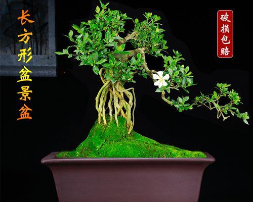 选择适合长方形花盆的花种，打造美丽花园（长方形花盆适合种植哪些花）