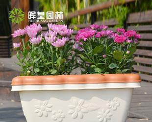 选择适合长方形花盆的花种，打造美丽花园（长方形花盆适合种植哪些花）