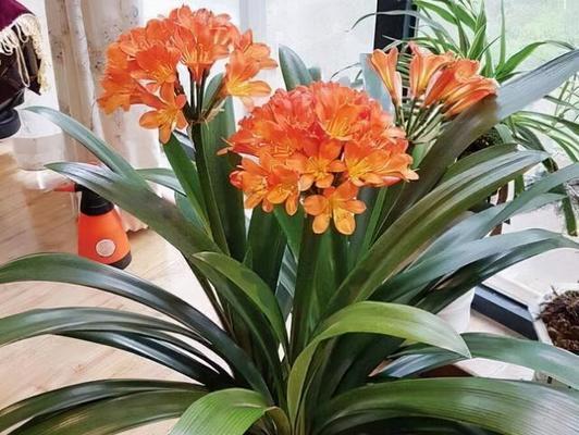如何选购适合细长花盆的花卉（精选十五种细长花盆适合的花卉）