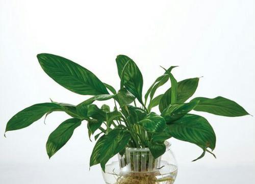 长花瓶的花草养护指南（如何选择适合长花瓶的花草）