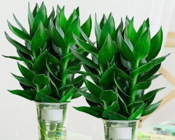 长花瓶的花草养护指南（如何选择适合长花瓶的花草）