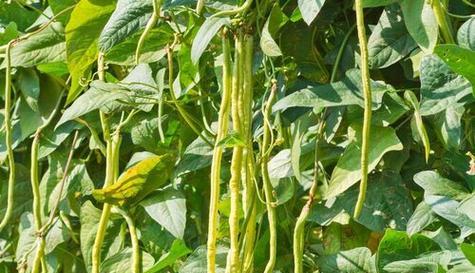 长豇豆种植月份及注意事项
