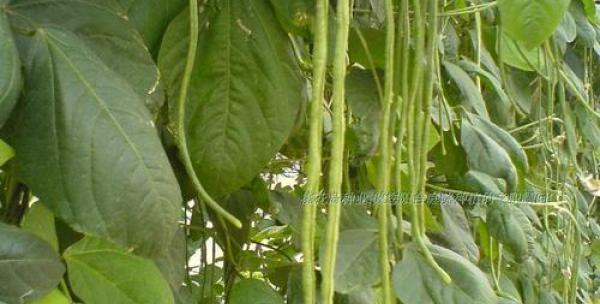 长豇豆种植月份及注意事项