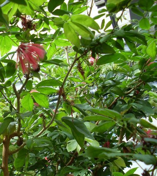 长年生花卉的种类及养护方法（让家里常青不凋谢的神奇之花）