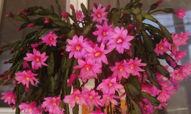 长日照花卉——点亮美丽生活（品种介绍）