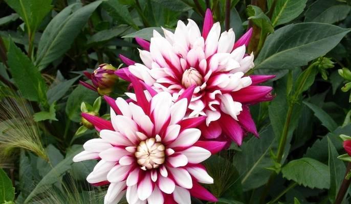 长日照花卉——点亮美丽生活（品种介绍）