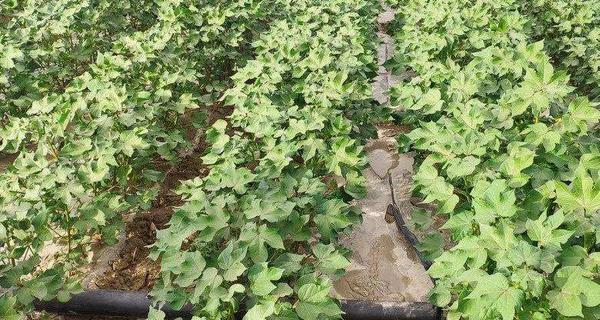 长绒棉的生长条件和特性（了解长绒棉的关键因素及栽培技术）