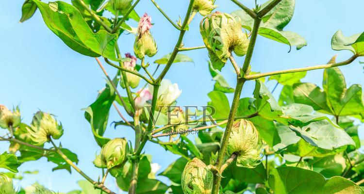 长绒棉种植条件生长的自然条件（优质棉花生长的关键因素及其对环境的要求）