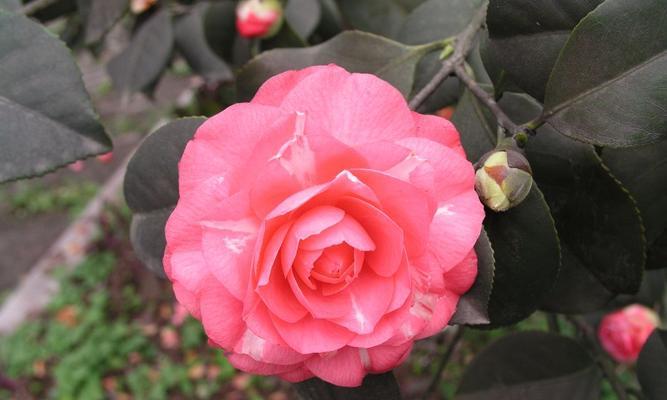长沙市花是什么花（探寻长沙市花的来历与特点）