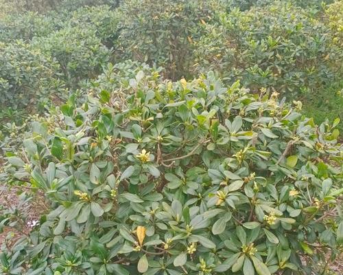 长沙市适合种植的树种推荐（探究长沙市的气候环境与土壤条件）