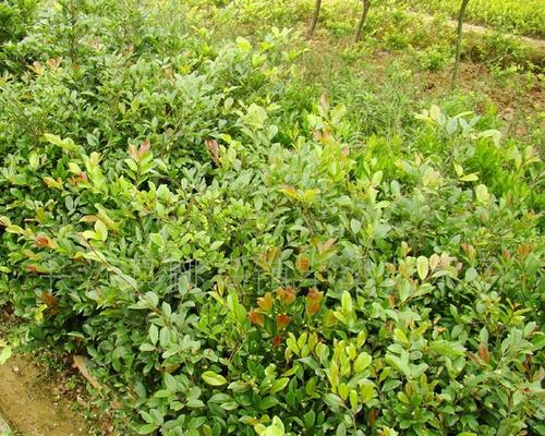 长沙市适合种植的树种推荐（探究长沙市的气候环境与土壤条件）