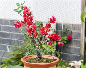长寿冠海棠的花期及观赏技巧（一起探究长寿冠海棠的魅力）