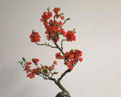 长寿冠海棠的花期及观赏技巧（一起探究长寿冠海棠的魅力）