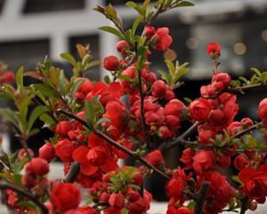 长寿冠海棠的花期及观赏技巧（一起探究长寿冠海棠的魅力）