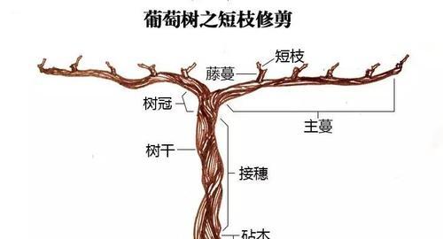 长寿冠海棠的修剪方法（打造树形美与长久健康）