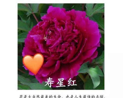 长寿冠（长寿冠的独特开花习惯和养护技巧）
