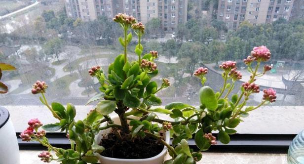长寿花不开花的原因（从生长环境到养护技巧）