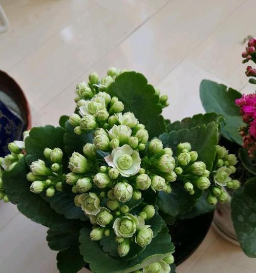长寿花不开花的原因（从生长环境到养护技巧）