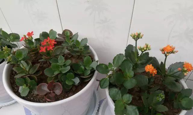 长寿花不开花怎么办（如何妥善处理长寿花不开花的情况）