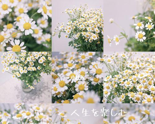 白色雏菊花语（探寻白色雏菊的花语之美）