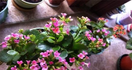 长寿花催花时间和方法（打造花期鲜艳）