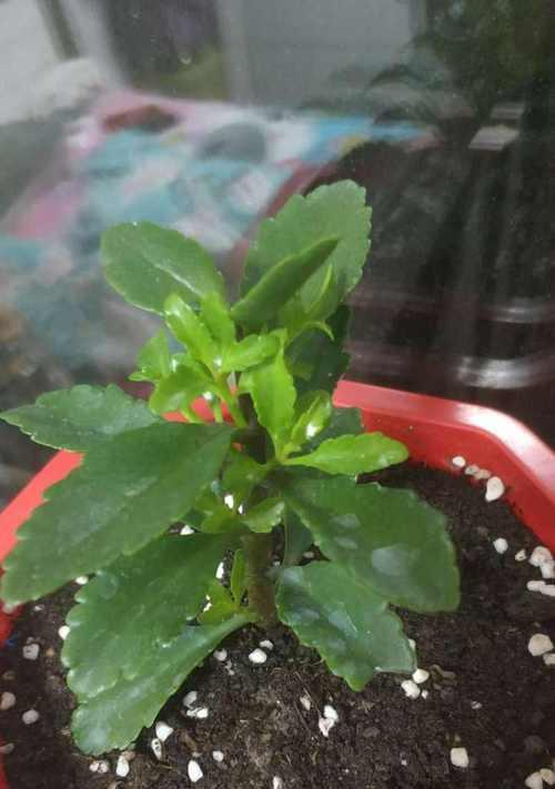 长寿花的扦插时间和方法（如何让长寿花在家中生根发芽）