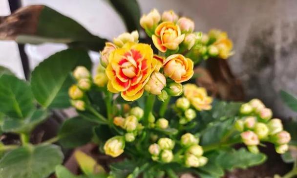 长寿花的生长过程（探究长寿花从萌芽到开花的神奇旅程）