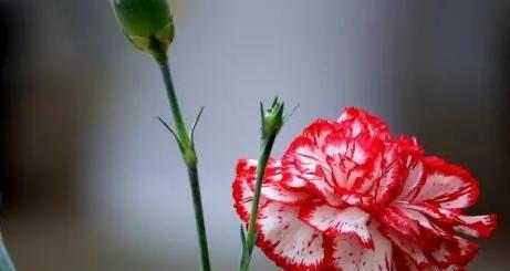 白色康乃馨的花语（诠释康乃馨的象征意义和表达方式）