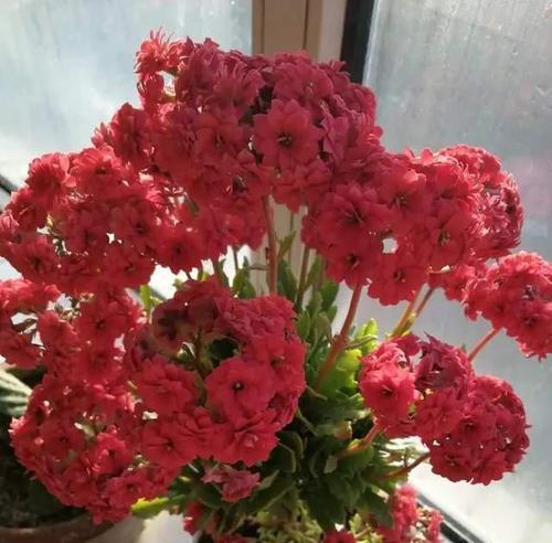 长寿花冬天种植的注意事项（从生长环境到防治病虫害）