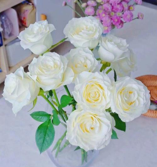 白色玫瑰花的寓意与象征（白色玫瑰花）