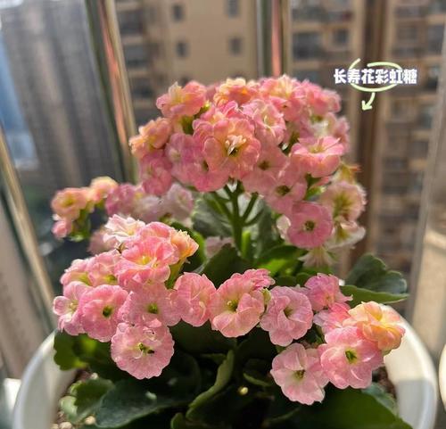 长寿花冬天种植的注意事项（从生长环境到防治病虫害）
