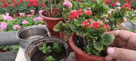 长寿花冬天种植的注意事项（从生长环境到防治病虫害）