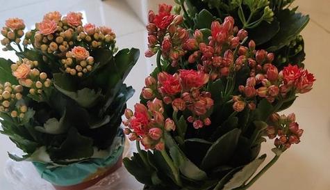 长寿花怎么放好（让长寿花在家里养的茂盛有诀窍）