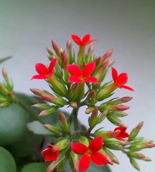 长寿花怎么放好（让长寿花在家里养的茂盛有诀窍）