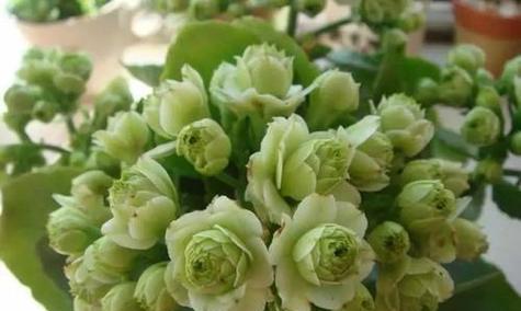 长寿花怎么放好（让长寿花在家里养的茂盛有诀窍）