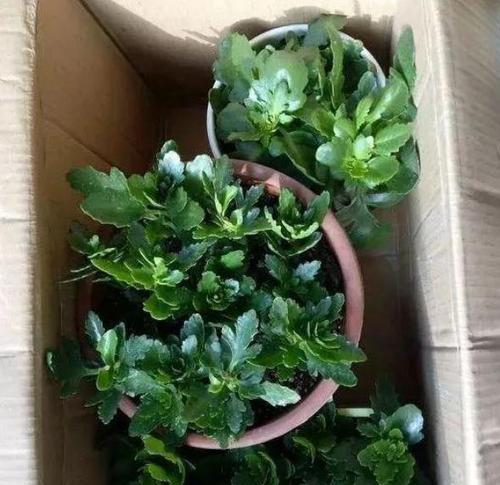 长寿花肥的制作与使用方法（选择合适的肥料让长寿花更健康成长）