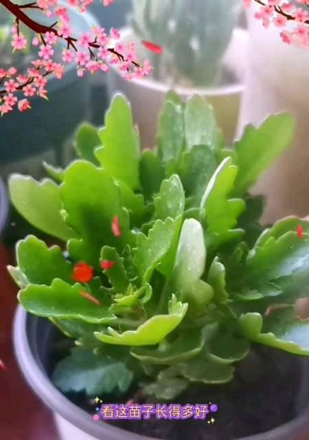 长寿花的种植技巧（根系发达的长寿花适合种植在哪种花盆里）