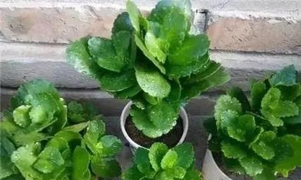 长寿花的种植技巧（根系发达的长寿花适合种植在哪种花盆里）