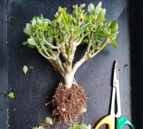 长寿花的种植技巧（根系发达的长寿花适合种植在哪种花盆里）