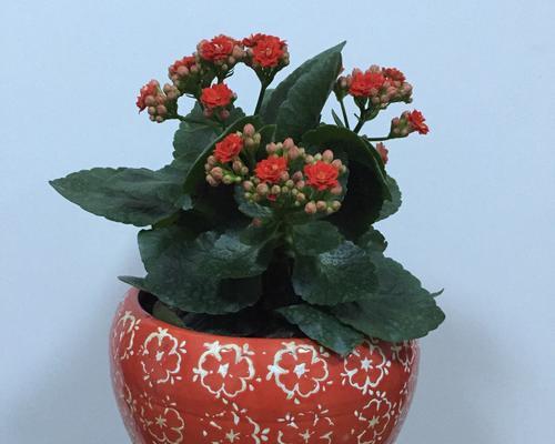 长寿花的种植与养护（家居种植的秘诀）