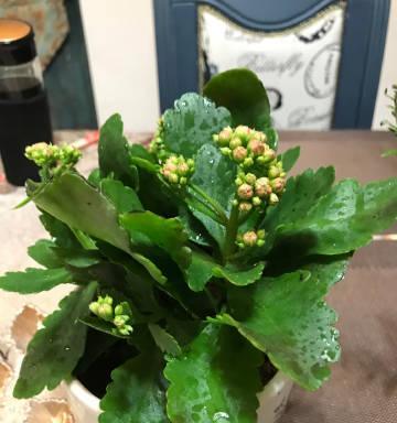 长寿花与满天星的认识与区别（两种常见花卉的特征和用途）