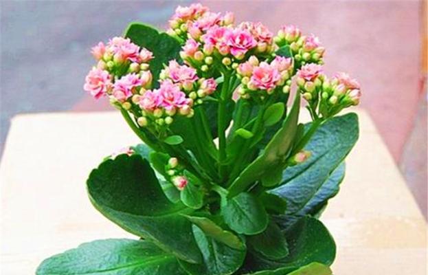 长寿花与满天星的认识与区别（两种常见花卉的特征和用途）